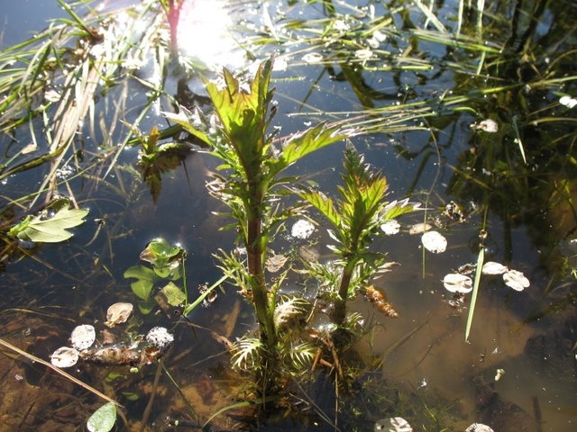 Lycopus europaeus   chanvre d'eau
